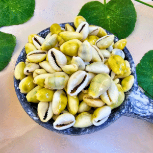 Yellow Cowrie - Image 2