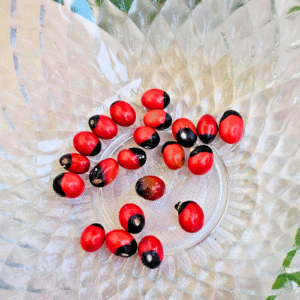 Rakt Gunja Seeds